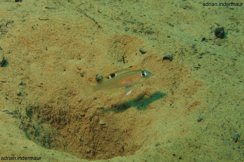 Lamprologus kungweensis 'Kalalangabo'